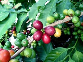 Kona Coffee Bean 10 Tree Seeds -Coffea-Gourmet-Tropical - $23.88