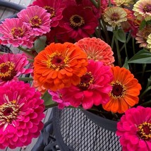 Zinnia Seeds Fruity Beauty Zinnia Flower Seeds Seed Packet Container Beautiful G - $7.37