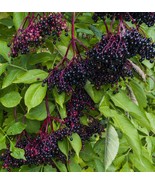 American Elderberry Shrub 24-36 Inch Tall Live Plant Gal Pot Sambucus Ca... - $98.98