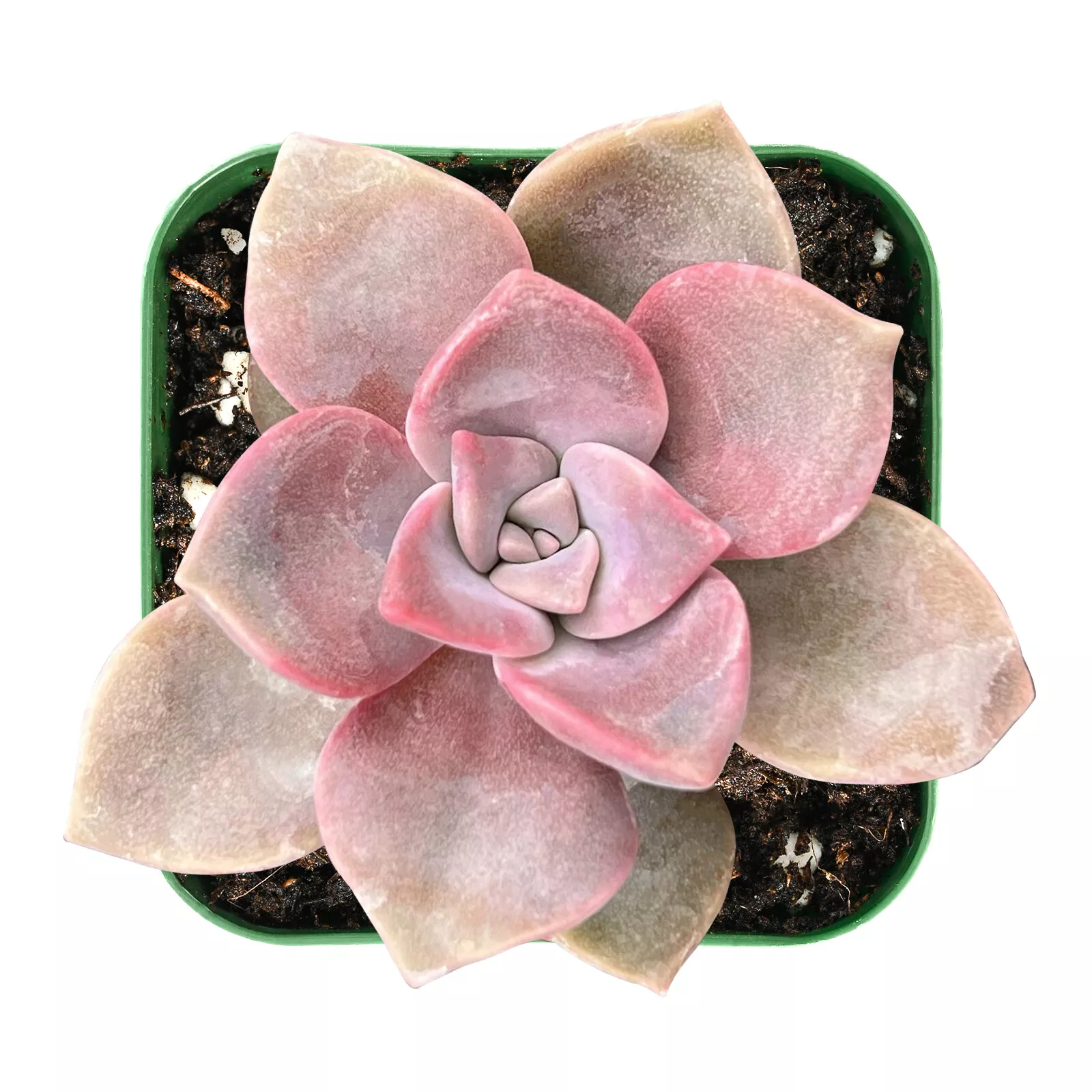 Live Fresh Graptopetalum ‘Purple Delight’ Plant Fully Rooted in 2 inch P... - $26.00