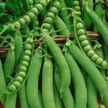 Lincoln Homesteader Peas Vegetable Seeds Fresh Seeds USA - $9.64