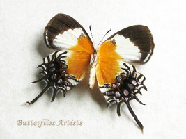 Helicopis Gnidus Female Rare Metalmark Butterfly Framed Entomology Shado... - $128.99