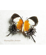 Helicopis Gnidus Female Rare Metalmark Butterfly Framed Entomology Shado... - £101.46 GBP