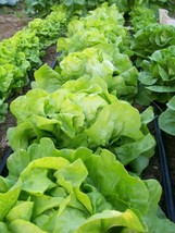 Septh Lettuce Seed, Bibb Leaf Lettuce, Heirloom, Non Gmo, Organic, 200+ Seeds, G - £8.77 GBP