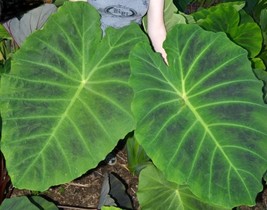 Imperial Giant Elephant Ear/Colocasia-Large 1 Gallon Plant-Mature Size to 6 Feet - £797.51 GBP