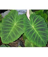 Imperial Giant Elephant Ear/Colocasia-Large 1 Gallon Plant-Mature Size t... - $1,000.00
