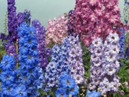 Larkspur, Giant Imperial 100+ Seeds Organic Newly Harvested, A Great Cut Flower - $3.26