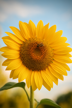 50 Mammoth Grey Stripe Sunflower Seeds, Giant Tall Variety, Huge Heads, ... - $10.41