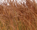 Indian Grass Seeds 300 Perennial Ornamental Grass Garden Fast Shipping - £7.22 GBP