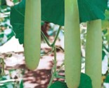 10 Big Green Sausage Gourd 10 Seeds Non-Gmo Heirloom For 2023 Usa Fast S... - £7.20 GBP