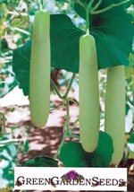 10 Big Green Sausage Gourd 10 Seeds Non-Gmo Heirloom For 2023 Usa Fast Shipping - £7.18 GBP