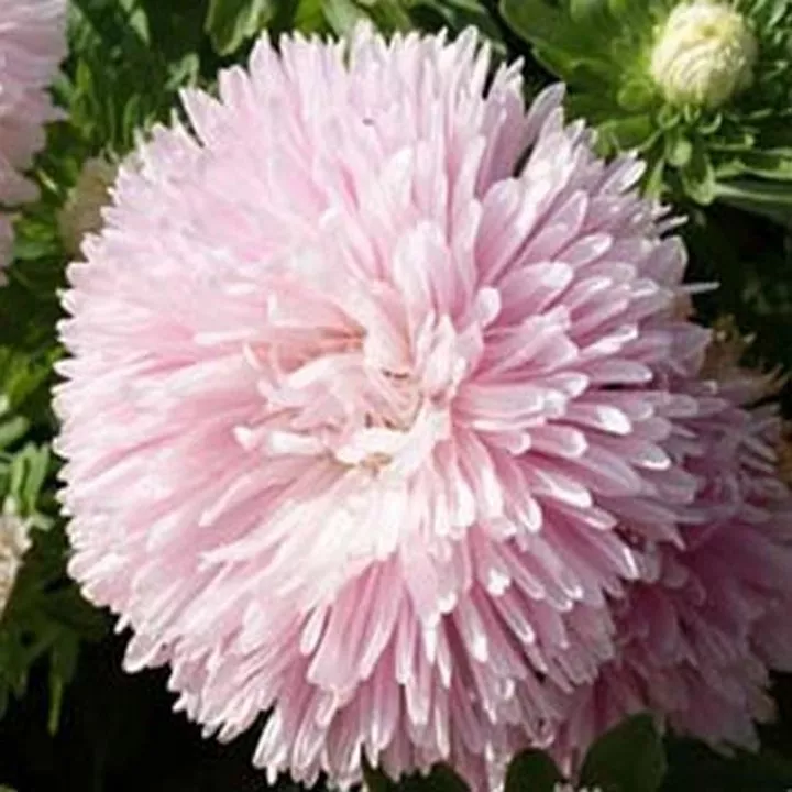 50 Seeds Aster -Gremlin Double - Light Rose - £6.67 GBP