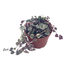 Variegated String of Hearts, Ceropegia woodii, 4 inch pot, extremely rare - £26.08 GBP
