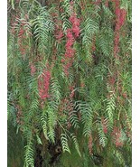 GIB Schinus molle | California Pepper Tree | Peppercorn Tree | 10 Seeds - £14.87 GBP