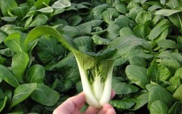  500 Pak Choi - Dwarf White Stem Cabbage Seeds - Heirloom -  - Organic - $5.11