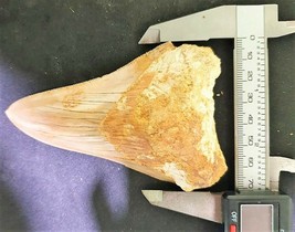 4 INCH REAL MEGALODON SHARK TOOTH BEIGE TAN INDONESIAN BIG FOSSIL GIANT ... - $183.10