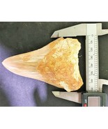 4 INCH REAL MEGALODON SHARK TOOTH BEIGE TAN INDONESIAN BIG FOSSIL GIANT ... - $3,414.91 MXN