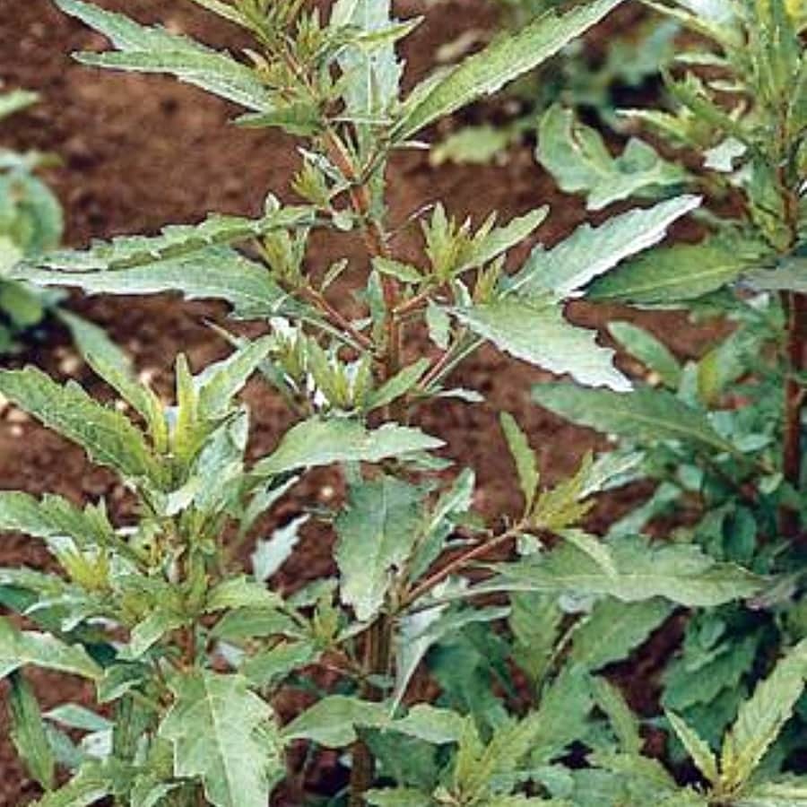Epazote S Mexican Tea Fresh Gardening - $16.52