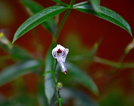 Andrographis Paniculata Green Chiretta Fresh Seeds - £14.92 GBP