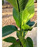 White Bird of Paradise Tropical Live Houseplant Indoor Outdoor Floor Plant - $61.25
