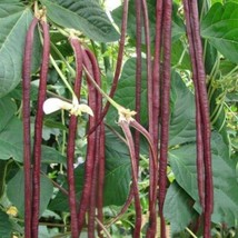 10 Seeds Of Organic Asparagus Red Podded Chinese Long B EAN S - £6.54 GBP