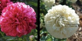 BUY 1 GET 1 FREE+ 350 Pack Peony Poppy, Bright Pink &amp; White Giants+ - £5.53 GBP