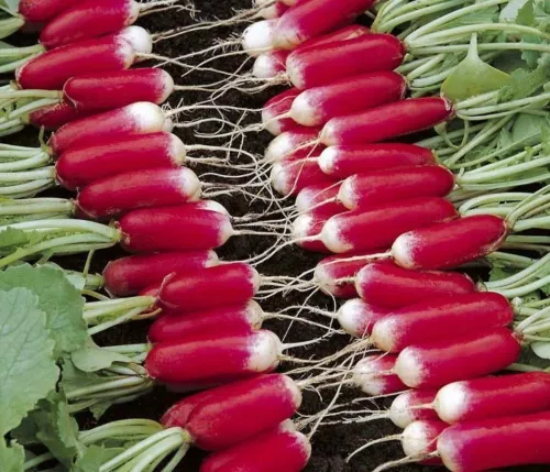 SEPTH 1/2 oz Radish Seed, French Breakfast, Lipstick Radish, Bulk Radishes, 1350 - £6.41 GBP