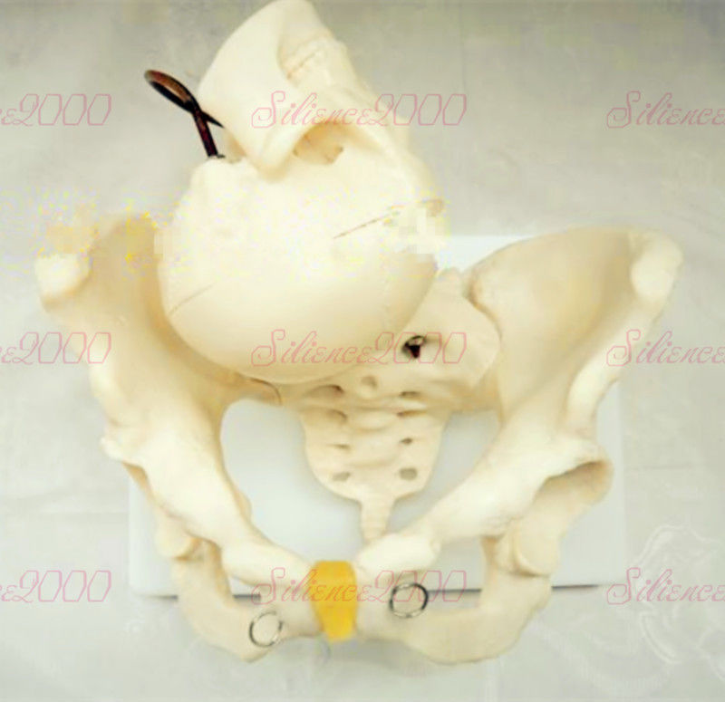 Female Pelvic With Fetal Head Skeleton Model Anatomy Medical Life Size
