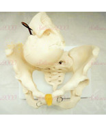Female Pelvic With Fetal Head Skeleton Model Anatomy Medical Life Size - €45,04 EUR