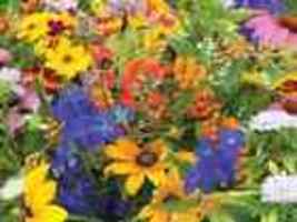 Hummingbird &amp; Butterfly Flower Mix Seeds Organic Non Gmo Heirloom Seeds 10 Seeds - £8.77 GBP
