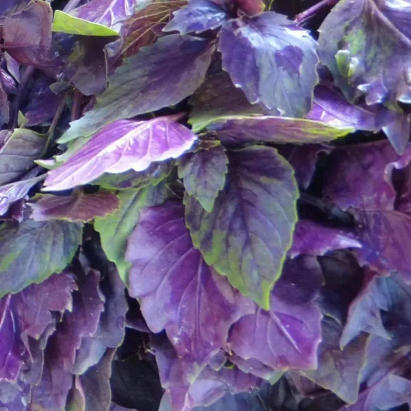 Dark Opal Purple Basil 200 Herb Culinary Cooking Fresh Seeds - £9.62 GBP