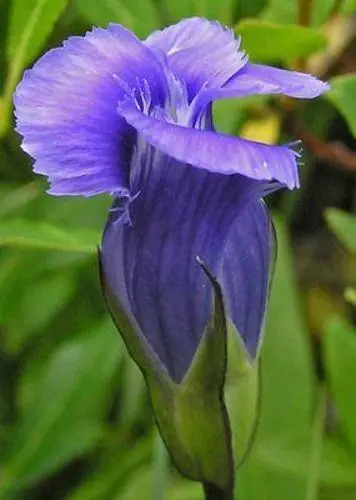 US Seller Gentianopsis Thermalis Rockie Mountain Fringed Gentian 20 Seeds - £24.84 GBP