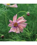 30 Cosmos ‘Apricotta’ Seeds – Delicate Apricot Blooms | Garden Annual Fa... - $22.18 CAD