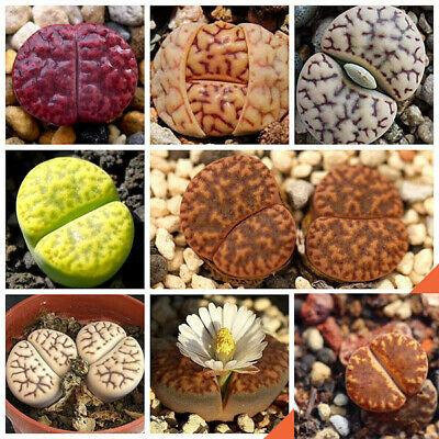Lithops bromfeildii mix