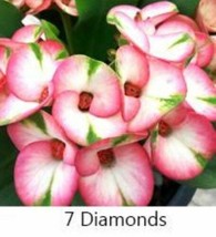 7 DIAMOND **Crown Of Thorns-Euphorbia Milii**Christ Plant** Starter Plant - £25.91 GBP
