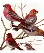 Pine Grosbeak Purple Finch 1936 Bird Art Lithograph Color Plate Print DW... - $29.99
