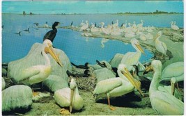 Saskatchewan Postcard Regina Museum Of Natural History Pelicans Cormorants - £2.36 GBP