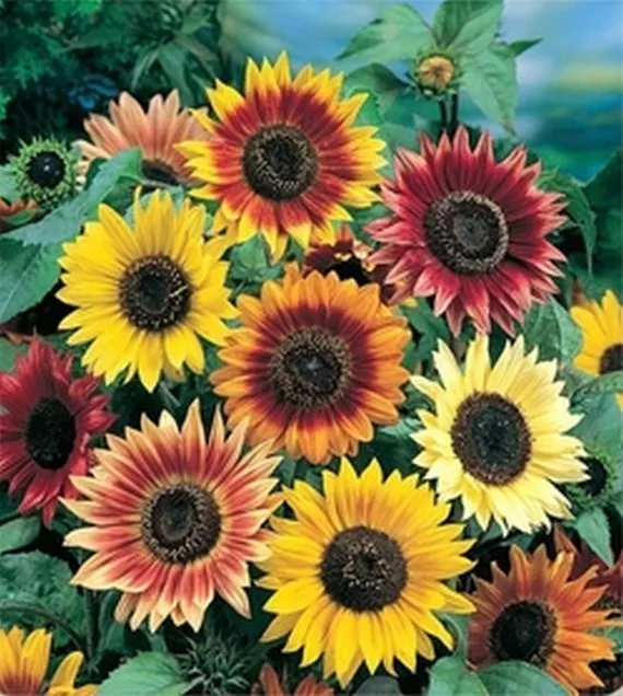 35 Fresh Seeds Autumn Beauty Sunflower Mix - £7.58 GBP