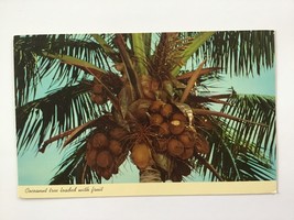  vintage POSTCARD unposted ✉️ COCOANUT TREE loaded with fruit FLORIDA USA - £1.94 GBP