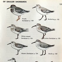 Sandpipers Smaller Shore Birds Varieties 1966 Color Art Print Nature ADBN1s - £15.65 GBP