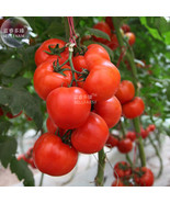 Large Tomato Middle Red Truss Seeds 100 Seeds Pack Sweet Fruits Indeterm... - €12,03 EUR Large Tomato Middle Red Truss Seeds 100 Seeds Pack Sweet Fruits Indeterm... - €12,03 EUR