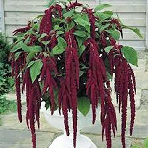 Love Lies Bleeding Seed, 50+ Seeds, Sharp Striking Maroon Blooms