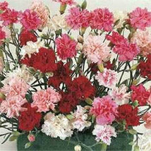 500 Dianthus Seeds Sonta Flower Seeds Garden USA - $11.50