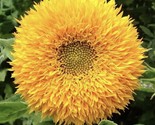 Teddybear Sunflower Seeds Beautiful Nongmo Heirloom Flower Seeds Fresh H... - $8.99