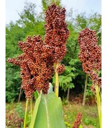 Popping Sorghum - POPPABLE GRAINS! - 50+ seeds - Sh 025 - £1.79 GBP