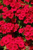 Red Drummond Phlox Flower 100 Seeds - Free Shipping - €3,45 EUR