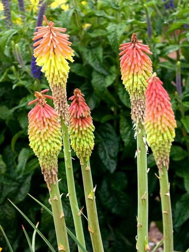 25 Fire Dance Torch Lily Hot Poker Flower Perennial Seeds - $15.99