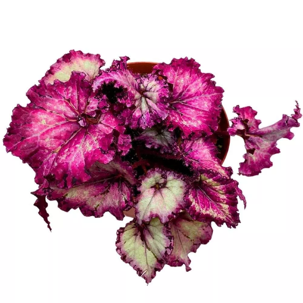 Pink Persuasion 6 in Begonia Rex Deep Pink Gnarly Curly Leaves - $62.64
