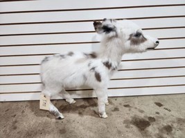Rare Real Baby Donkey Taxidermy Soft Mount - Not Posable - $3,500.00