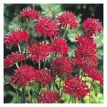TH 25 Seeds Red Scabiosa Needle Pillow Flower Seeds/Perennial - £11.83 GBP